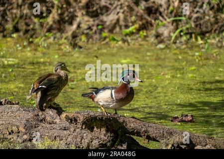 Ridgefield National Wildlife Refuge, Ridgefield, Washington, USA. Männliche und weibliche Holzenten, die auf einem Baumstamm in einem moosbedeckten Fluss ruhen Stockfoto