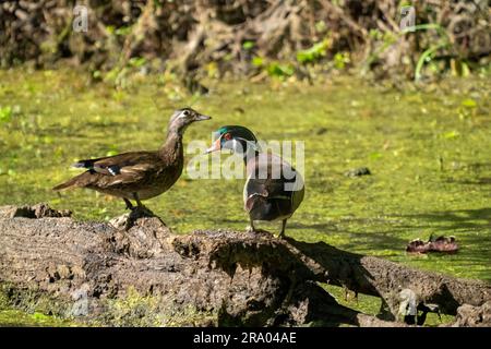 Ridgefield National Wildlife Refuge, Ridgefield, Washington, USA. Männliche und weibliche Holzenten, die auf einem Baumstamm in einem moosbedeckten Fluss ruhen Stockfoto