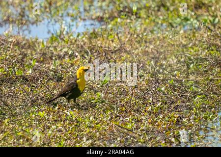 Ridgefield National Wildlife Refuge, Ridgefield, Washington, USA. Der gelbköpfige Blackbird, der in einem Sumpf spaziert Stockfoto