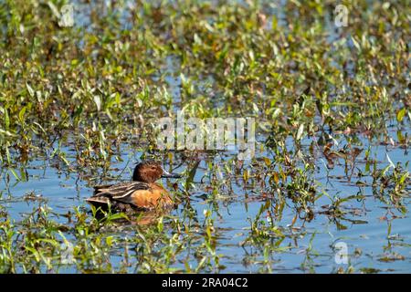 Ridgefield National Wildlife Refuge, Ridgefield, Washington, USA. Männlicher Zimtblaugrün, der in einem Sumpfteich schwimmt Stockfoto