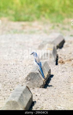 Ridgefield National Wildlife Refuge, Ridgefield, Washington, USA. Der Western Scrub-Jay stand auf einem Zementparkplatz. Stockfoto