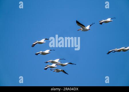 Ridgefield National Wildlife Refuge, Ridgefield, Washington, USA. Herde amerikanischer weißer Pelikane im Flug Stockfoto