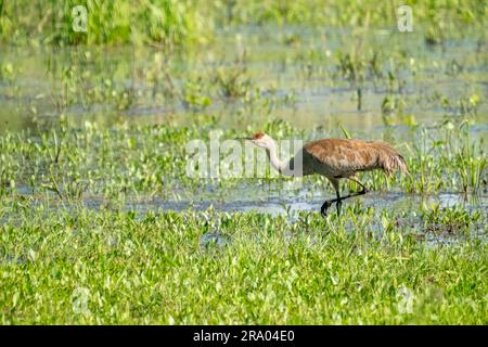 Ridgefield National Wildlife Refuge, Ridgefield, Washington, USA. Sandhill Crane läuft in einem Sumpf Stockfoto