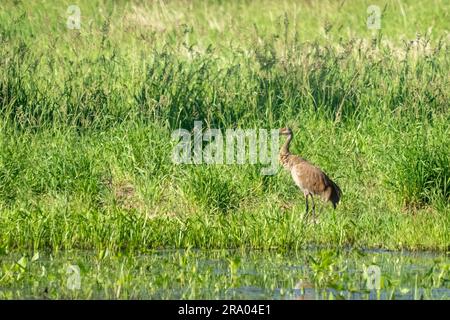 Ridgefield National Wildlife Refuge, Ridgefield, Washington, USA. Sandhill Crane steht am Ufer eines Sumpfes Stockfoto