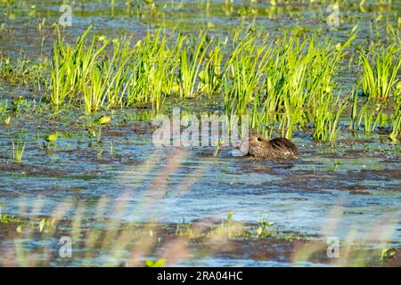 Ridgefield National Wildlife Refuge, Ridgefield, Washington, USA. Erwachsenennahrung, die in einem Sumpfteich schwimmt Stockfoto