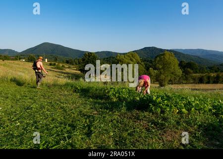 Sonnenuntergang auf dem Land: Ein ruhiger Bauer mäht Gras, während eine Frau vorsichtig Unkraut mäht. Malerische Landschaft mit sanften Hügeln. Landwirtschaft und Naturbegriff Stockfoto