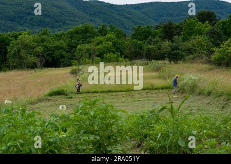 Ruhige Sommerszene: Farmer, die mit Hilfe einer Frau hinter einem Gemüsegarten Wiesen mähen. Üppige Wiesen und Wälder im Hintergrund Stockfoto