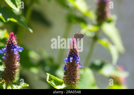 Grauer Haarsträhnen-Schmetterling, Strymon Melinus auf Blue Witches hat Blume (Pycnostachys urticifolia) in einem kalifornischen Garten, 24/06/2023 USA Stockfoto