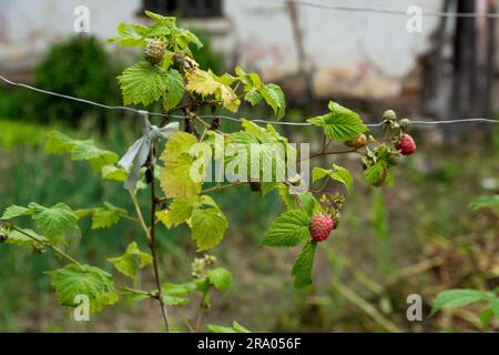 Eine Nahaufnahme von Himbeerzweigen mit roten und grünen Himbeeren im Himbeerfeld, die das landwirtschaftliche Konzept unterstreicht Stockfoto