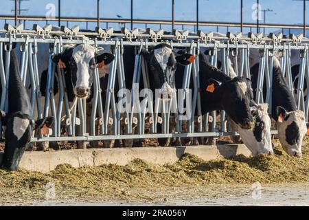Holsteinvieh auf einer Milchfarm im südkalifornischen Antelope Valley. Stockfoto
