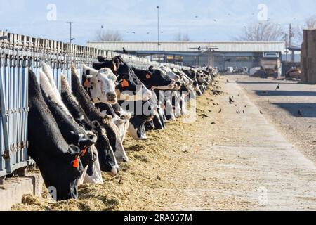 Holsteinvieh auf einer Milchfarm im südkalifornischen Antelope Valley. Stockfoto