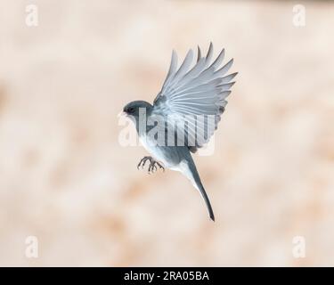 Dunkeläugige junco (Junco hyemalis) Flying, Eastern North America, von Dominique Braud/Dembinsky Photo Assoc Stockfoto