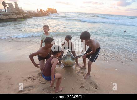 Gaza, Palästina. 29. Juni 2023. Palästinensische Jungs spielen mit einer Meeresschildkröte am Strand am Mittelmeer am zweiten Tag des Eid al-Adha-Urlaubs. (Foto: Ahmed Zakot/SOPA Images/Sipa USA) Guthaben: SIPA USA/Alamy Live News Stockfoto