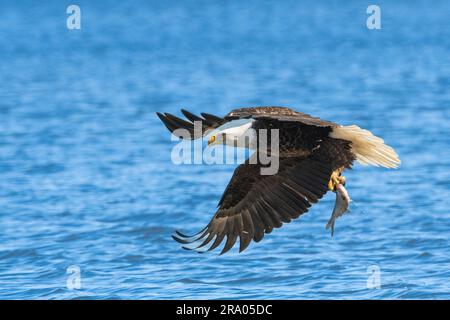 Weißkopfseeadler (Haliaeetus leucocephalus) jagen über dem Mississippi, Minnesota, USA, von Dominique Braud/Dembinsky Photo Assoc Stockfoto