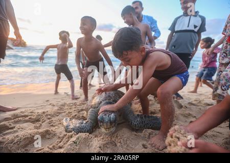 Gaza, Palästina. 29. Juni 2023. Palästinensische Jungs spielen mit einer Meeresschildkröte am Strand am Mittelmeer am zweiten Tag des Eid al-Adha-Urlaubs. (Kreditbild: © Ahmed Zakot/SOPA Images via ZUMA Press Wire) NUR REDAKTIONELLE VERWENDUNG! Nicht für den kommerziellen GEBRAUCH! Stockfoto