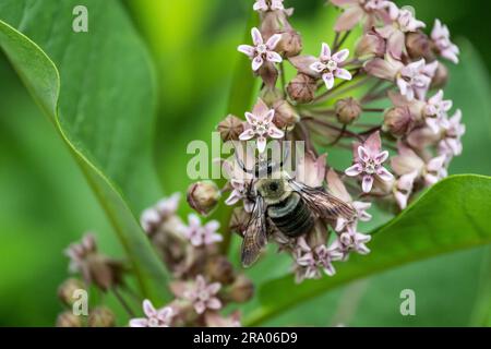 Eine halbschwarze Hummel, bombus Vagans, bestäubende gemeine Milchkraut-Blumen in einem Garten Stockfoto