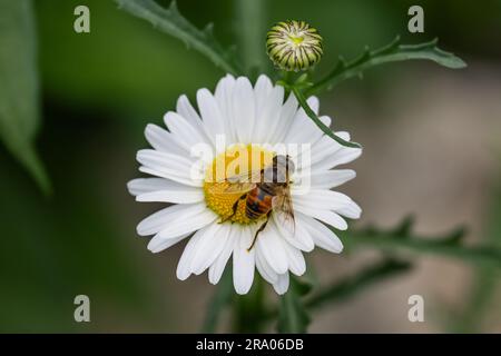 Ein Hoverfly, der in einem Garten im Speculator, NY, USA, eine weiße Ochsenröte bestäubt und sich an ihr ernährt Stockfoto