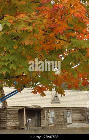 Lebendige Herbstblätter auf einem Baum mit einem verlassenen Spukhaus in einem Vergnügungspark im Hintergrund Stockfoto