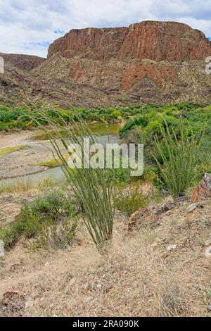 Ocotillo in voller Blüte an den Hängen des üppigen Rio Grande Flussbeckens im Frühling mit steilen Felswänden im Big Bend Ranch State Park Texas Stockfoto