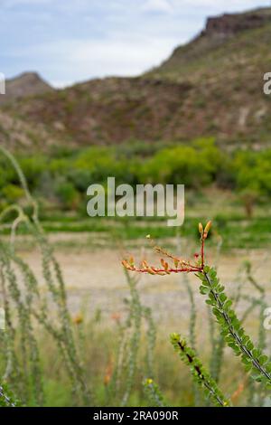 Ocotillo blüht im Frühling auf den Hängen des üppigen Rio Grande Flussbeckens mit steilen Canyonwänden im Big Bend Ranch State Park Texas aus nächster Nähe Stockfoto