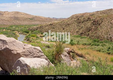 Der Rio Grande River schlängelt sich im Frühling durch das üppige Tal in der Chihuahuan Desert im Big Bend Ranch State Park Stockfoto