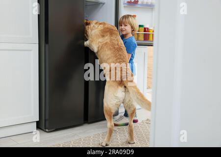 Kleiner Junge und süßer Labrador Retriever, der Essen im Kühlschrank im Haus sucht Stockfoto