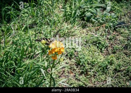 Schwalbenschwanz-Schmetterling auf einer Wildblume Stockfoto