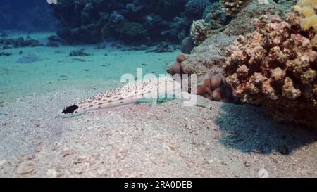 Sandperche auf sandigem Boden. Gesprenkelter Sandbarsch oder Schwarzschwanzgrubber (Parapercis hexophtalma) liegt auf hügeligem Sand und Meeresboden in der Tiefe, rotes Meer, Ägypten Stockfoto