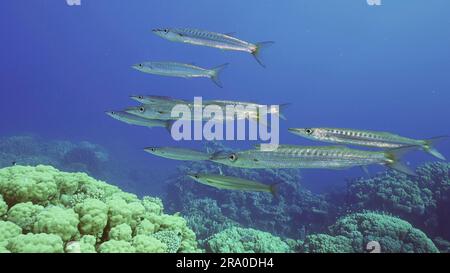 Eine Gruppe von Gelbschwanz-Barracuda (Sphyraena flavicauda) schwimmt tief über Korallengärten im blauen Wasser, Rotes Meer, Safaga, Ägypten Stockfoto