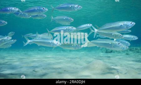 Makrelenfisch schwimmt auf sandigem Meeresboden im flachen Wasser an einem hellen sonnigen Tag in den Sonnenstrahlen, Rotes Meer, Safaga, Ägypten Stockfoto