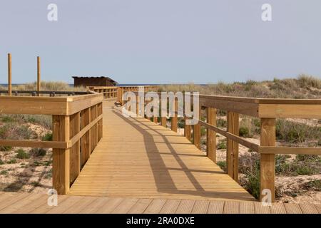 Promenade durch die Vegetation in den Dünen am Sandstrand Meia Praia in Lagos, Bezirk Faro, Algarve, Portugal Stockfoto