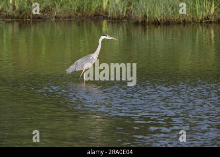 Graureiher (Ardea cinerea), Emsland, Niedersachsen, Deutschland Stockfoto