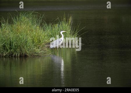 Graureiher (Ardea cinerea), Emsland, Niedersachsen, Deutschland Stockfoto