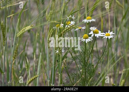 Geruchsloses Mayweed (Tripleurospermum inodorum) in einem Maisfeld, Emsland, Niedersachsen, Deutschland Stockfoto