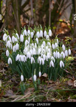 Schneeglöckchen im Garten blühen im Frühling, Frühlingsblüten im Garten Stockfoto