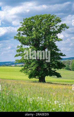 Englische Eiche (Quercus robur), Einzelhaft auf einer Wiese, Thüringen, Deutschland Stockfoto