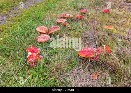 Fly Agaric (Amanita muscaria) Pilze, die im Herbst in Schweden auf dem Boden wachsen Stockfoto