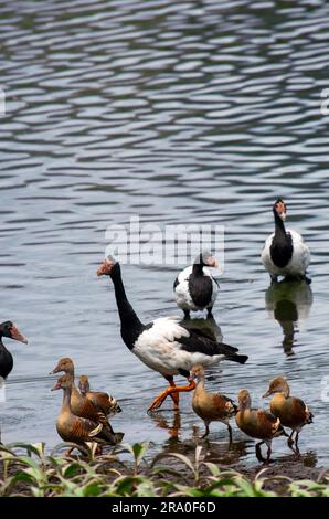 Feuchtgebiete Vögel, Plumed whistling-Duck, Dendrocygna eytoni, Magpie Gänse, Anseranas semipalmata, Hasties Sumpf. Stockfoto