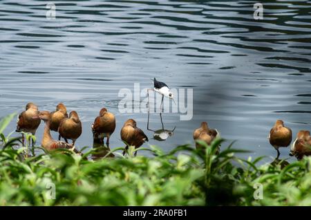 Feuchtvögel, Taubenpfeifentte, Dendrocygna eytoni, mit Rattenstiel, Weißkopfstiel, Himantopus leucocephalus. Stockfoto