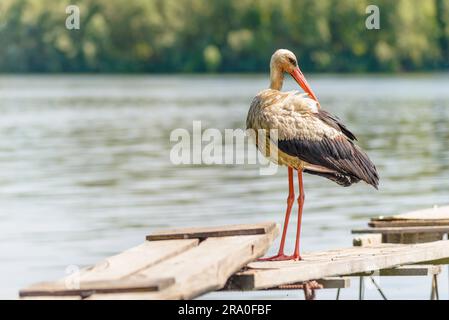 Ein schwarzen und weißer Storch steht auf einem Holzponton nahe dem Dnjepr in der Ukraine Stockfoto