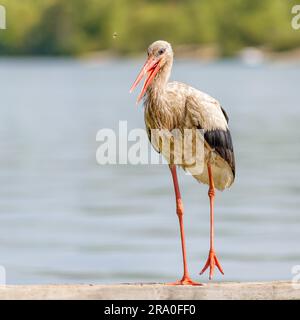 Ein schwarzen und weißer Storch steht auf einem Holzponton nahe dem Dnjepr in der Ukraine Stockfoto