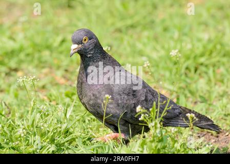 Eine graue Taube spaziert auf dem grünen Rasen Stockfoto