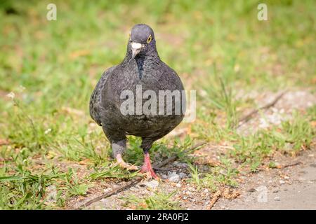 Eine graue Taube spaziert auf dem grünen Rasen Stockfoto