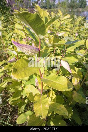 Pflanze, auch als Milchkraut oder Seidenkraut (Asclepias Syriaca) bezeichnet, mit Früchten. In diesem Werk wird Latex hergestellt Stockfoto