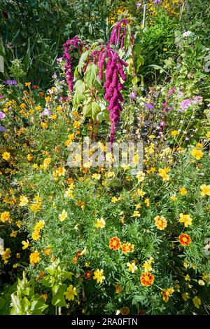 Verschiedene bunte Blumen in einem lässig Garten unter die warme Sommersonne Stockfoto