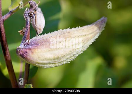 Nahaufnahme der Frucht, auch Milchkraut oder Seidenkraut genannt. (Asclepias Syriaca) in diesem Werk wird Latex hergestellt Stockfoto