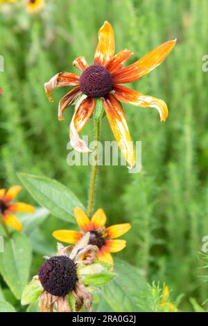 Nahaufnahme einer Trocknung orange Rudbeckia Blume im Park während der Sommerzeit Stockfoto