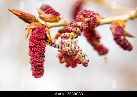 Rote Pappelkatzenmuscheln auf einem Ast im Frühling Stockfoto