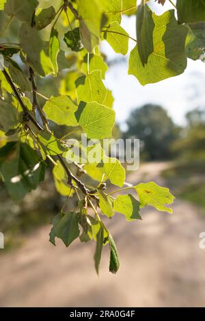 Popuplus Alba grüne, transparente Blätter mit Hintergrundbeleuchtung, auch als Poplar bezeichnet. Die Venen erscheinen unter dem starken Sonnenlicht Stockfoto