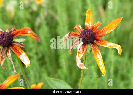 Nahaufnahme einer Trocknung orange Rudbeckia Blume im Park während der Sommerzeit Stockfoto